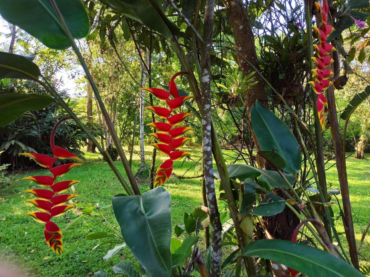 Ecoisa De Chacara - Casa De Vidro, Casa De Campo Morretes Zewnętrze zdjęcie